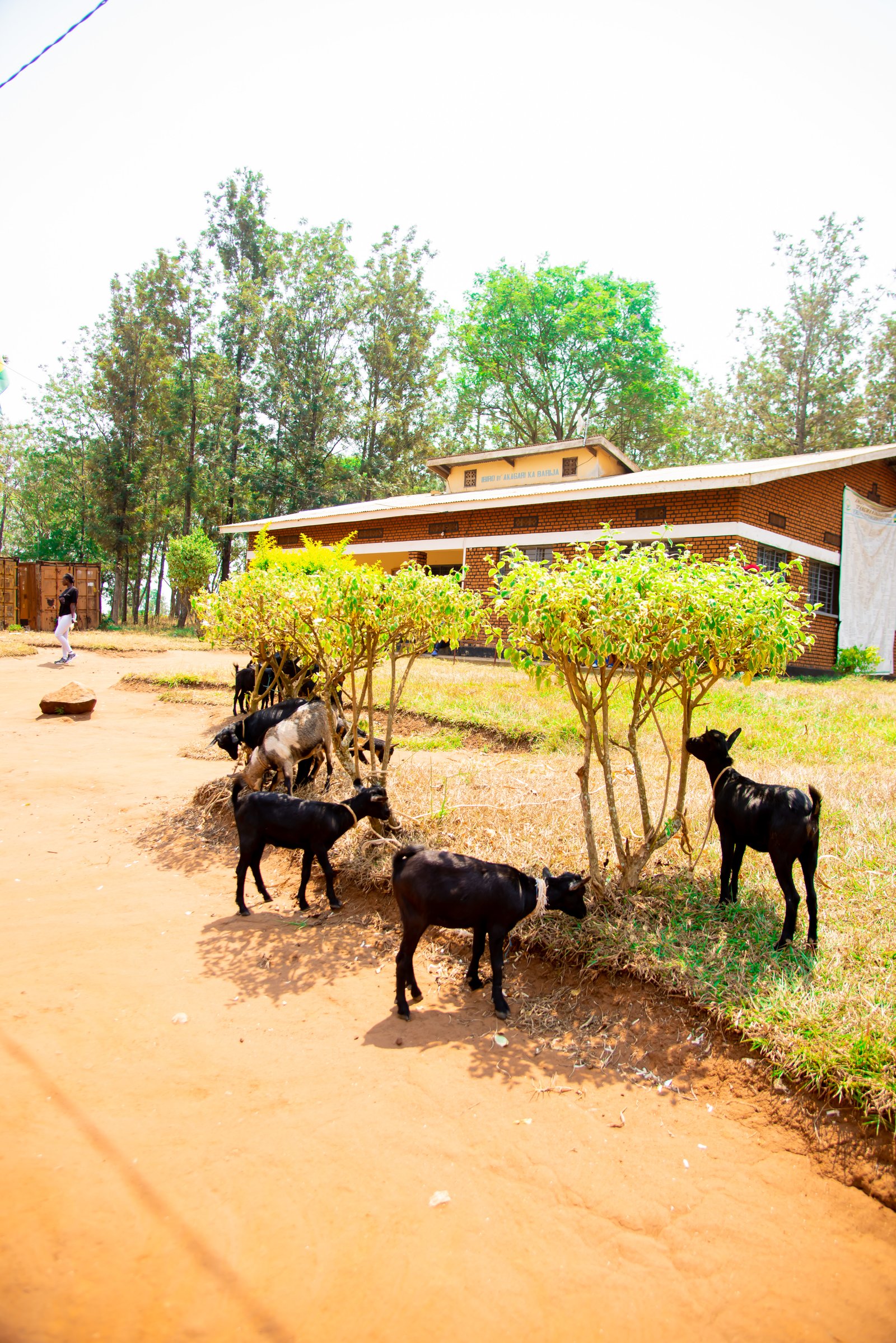 BORA Foundation Community